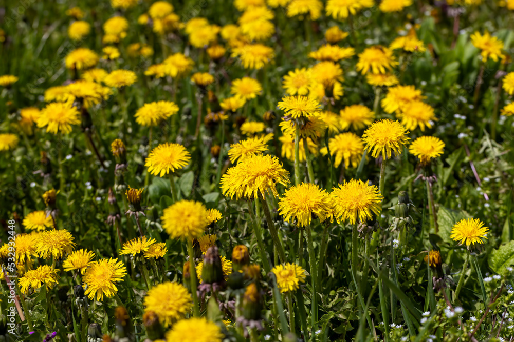 a field where a large number of yellow dandelions grow