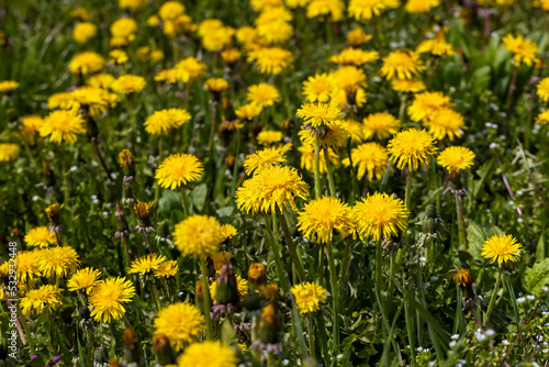 a field where a large number of yellow dandelions grow © rsooll