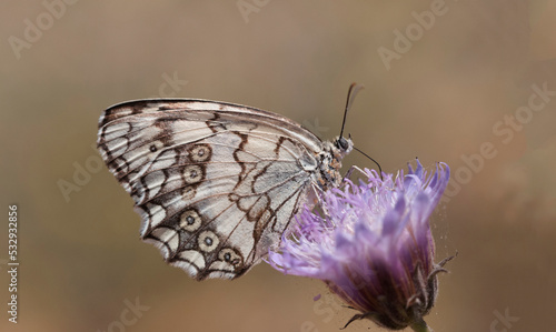 Wing under-side view of a female Levantine marbled white (Melanargia titea),  butterfly of the family Nymphalidae. It is found in Turkey, Syria, Jordan,  Palestinian Territories, Israel,  Lebanon, photo