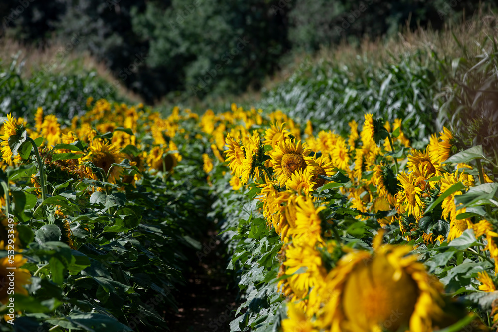 a sunflower field with a large number of sunflowers to increase the harvest of food a sunflower field with a large number of sunflowers to increase the harvest of food