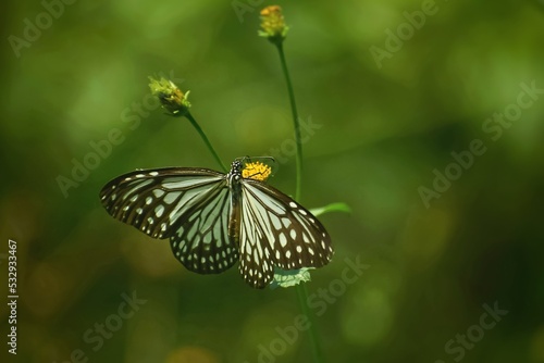 butterfly on a flower © Jitender kumar