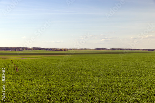 agricultural field where green unripe wheat grows