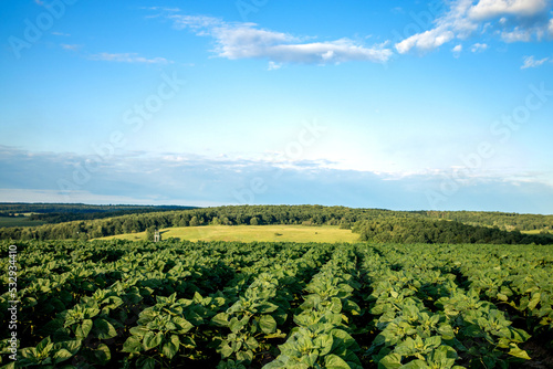 Green unbloomed sunflowers on a sunny blue sky day. Natural landscape. Field of sunflowers