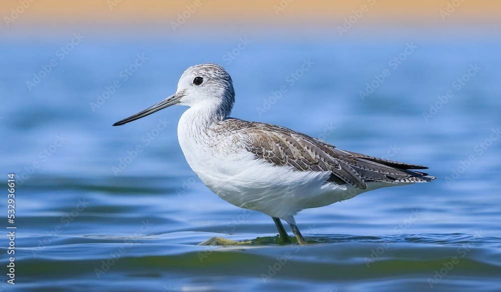 Common Greenshank (Tringa nebularia) is a wetland bird that lives in Africa, Europe and Asia. It usually feeds on fresh water. Common Greenshank (Tringa nebularia) is a wetland bird that lives in Africa, Europe and Asia. It usually feeds on fresh water.