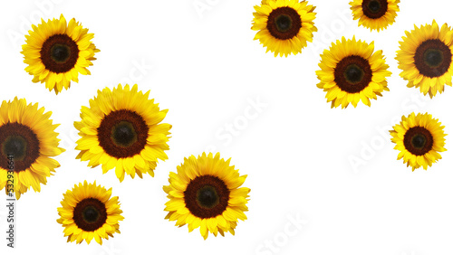 The yellow sunflowers on transparent background