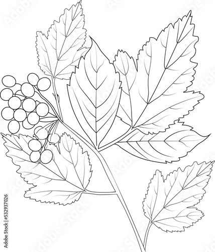 Autumn falling hand drawn branch of tree vector sketch illustration botanical leaves collection engrave ink art coloring page and book isolated on white background clip art photo