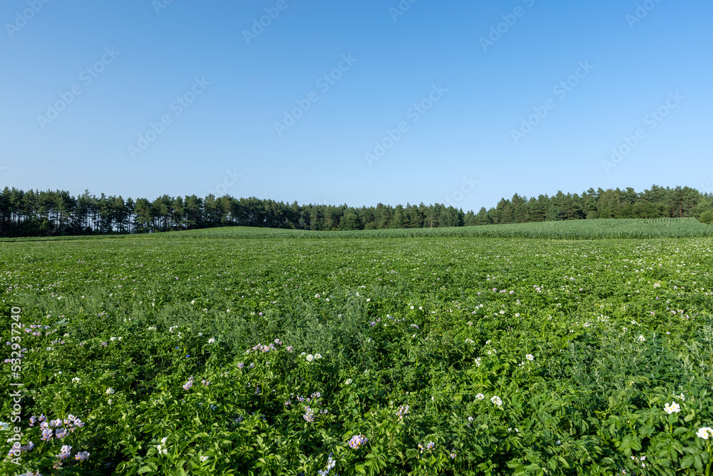 Potato field with green bushes of flowering potatoes