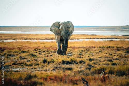 Ein alter Elefantenbulle läuft über die Ebene der Trockensavanne im Etosha Nationalpark (Namibia) photo