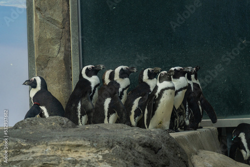 Fototapeta Naklejka Na Ścianę i Meble -  A group of Jackass penguins