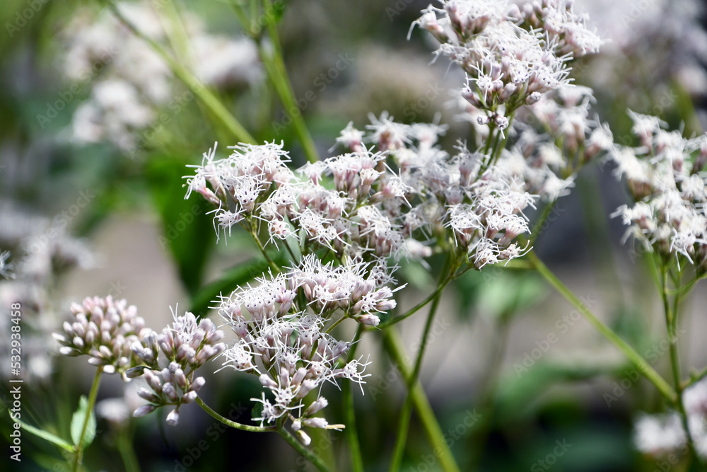 Fototapeta premium フジバカマ Thoroughwort