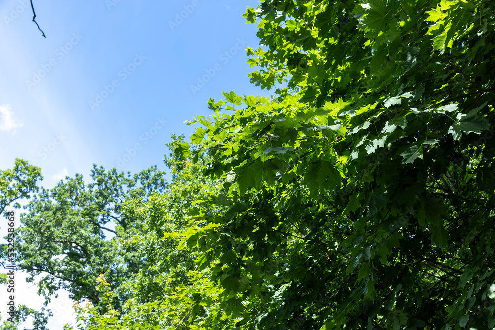 Trees growing in the forest in the summer Trees growing in the forest in the summer