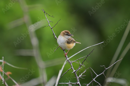 Zitting cisticola bird chirping on a branch of a plant  photo