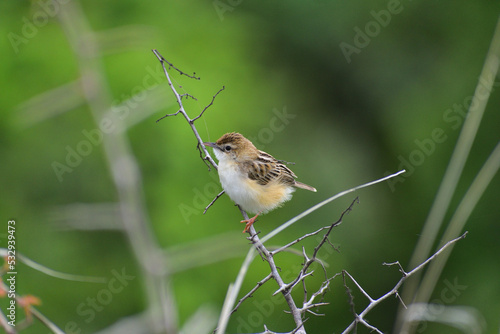 Zitting cisticola bird perched on a branch of a plant photo