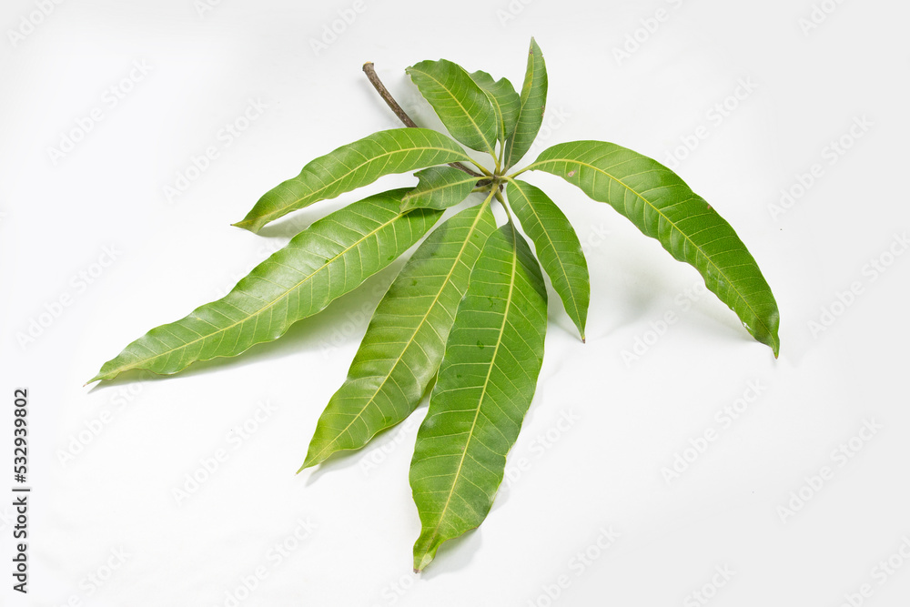 Green Mango Leaves and Branches Isolated on White Background