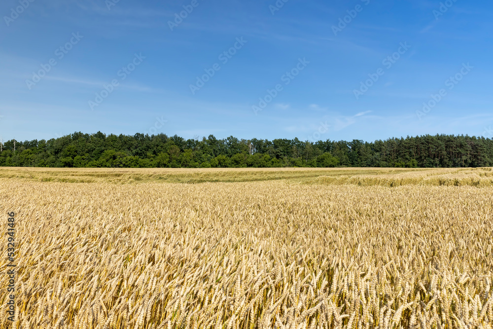 An agricultural field where wheat is grown An agricultural field where wheat is grown