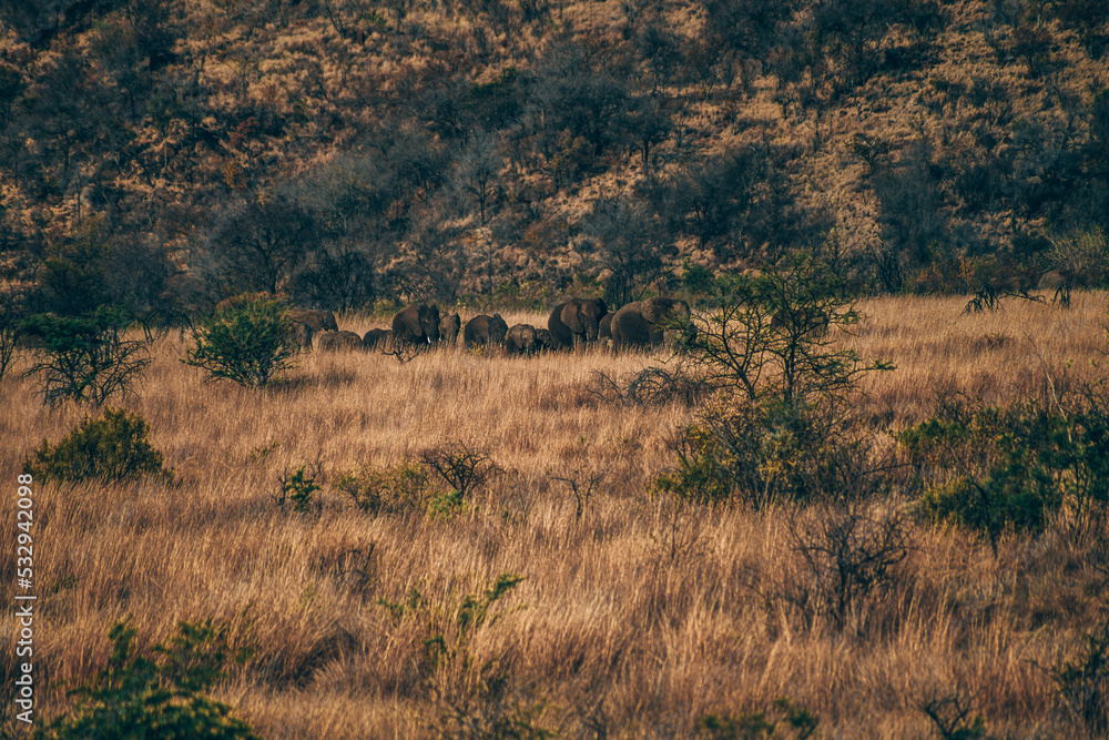 Elephant in Pilanesberg national park. On safari in South Africa. Elephant in Pilanesberg national park. On safari in South Africa.