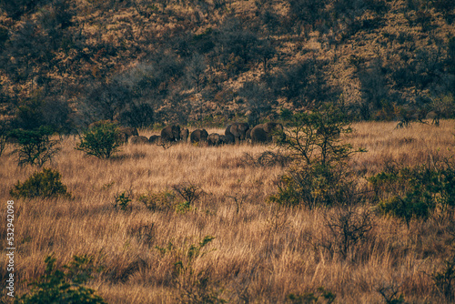 Elephant in Pilanesberg national park. On safari in South Africa.  photo