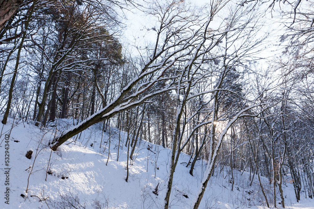 Fototapeta premium Deciduous trees in the snow in winter