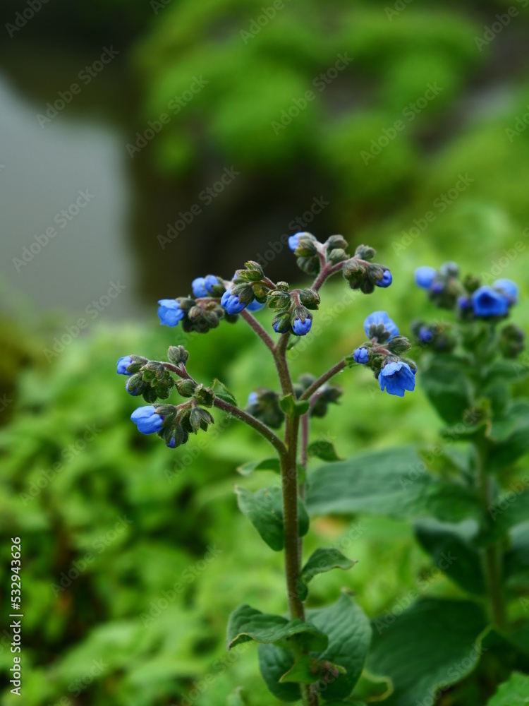 Image of Adelocaryum malabaricum
Boraginaceae found on Lohagad fort, India Image of Adelocaryum malabaricum
Boraginaceae found on Lohagad fort, India