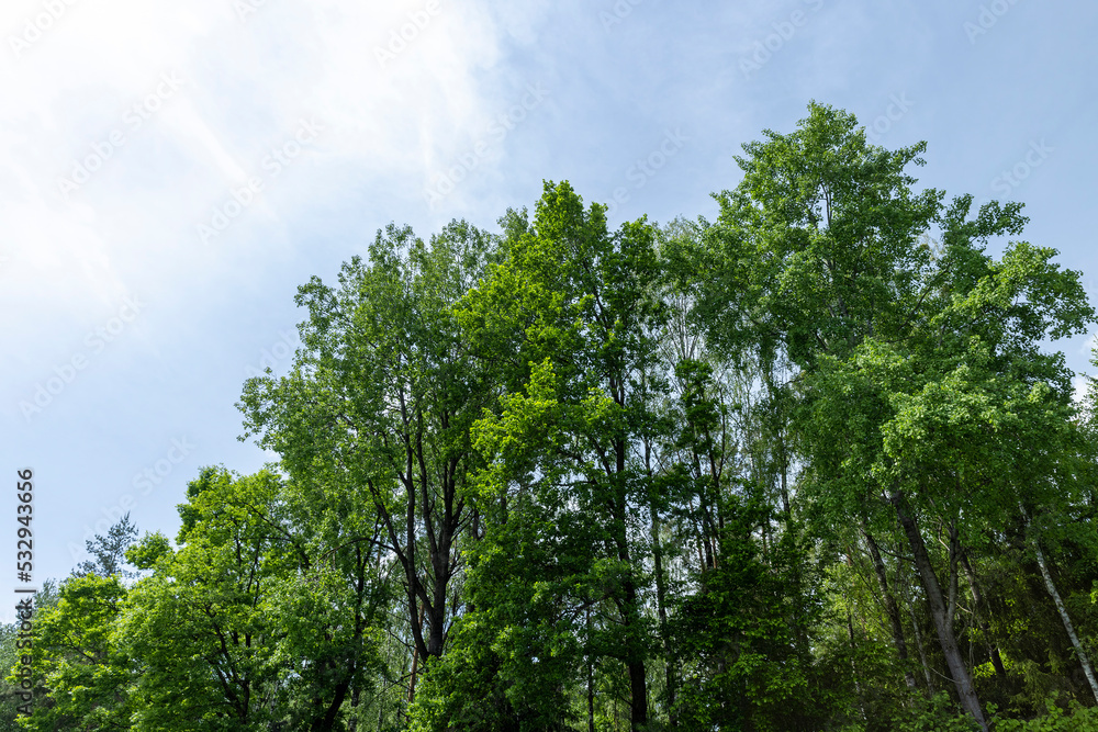 Trees growing on a hill in windy weather