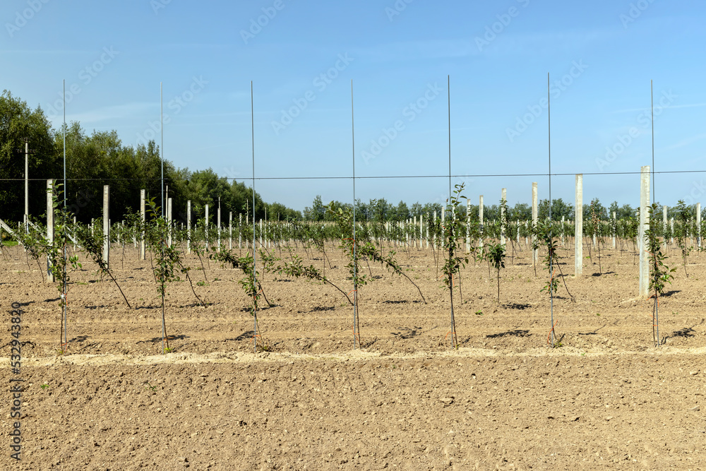 An apple orchard with a large number of young trees An apple orchard with a large number of young trees