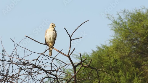 full shot of White eyed buzzard or Butastur teesa bird perched high on tree at jhalana forest or leopard reserve jaipur rajasthan india asia photo