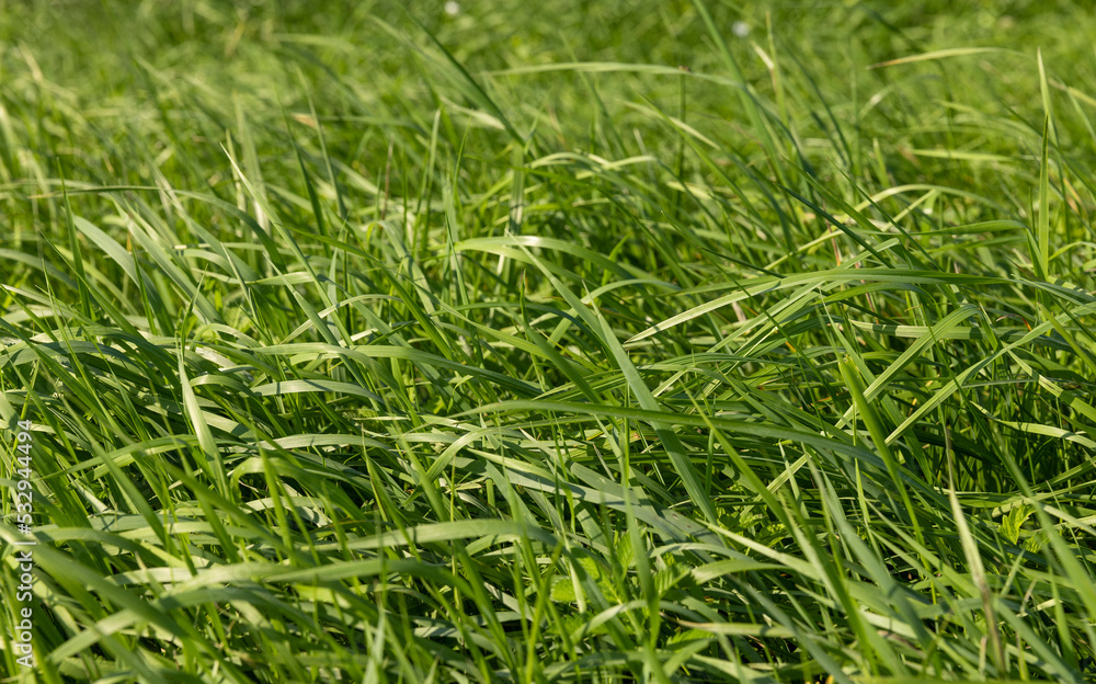 Green repeatedly mown grass in the meadow Green repeatedly mown grass in the meadow