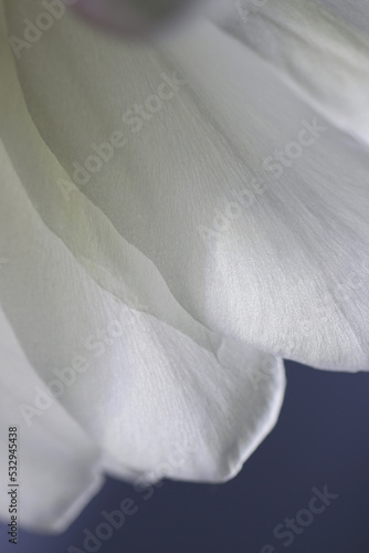 Fototapeta Naklejka Na Ścianę i Meble -  Night blooming large white flower head of Dutchman's Pipe, closeup macro photography.