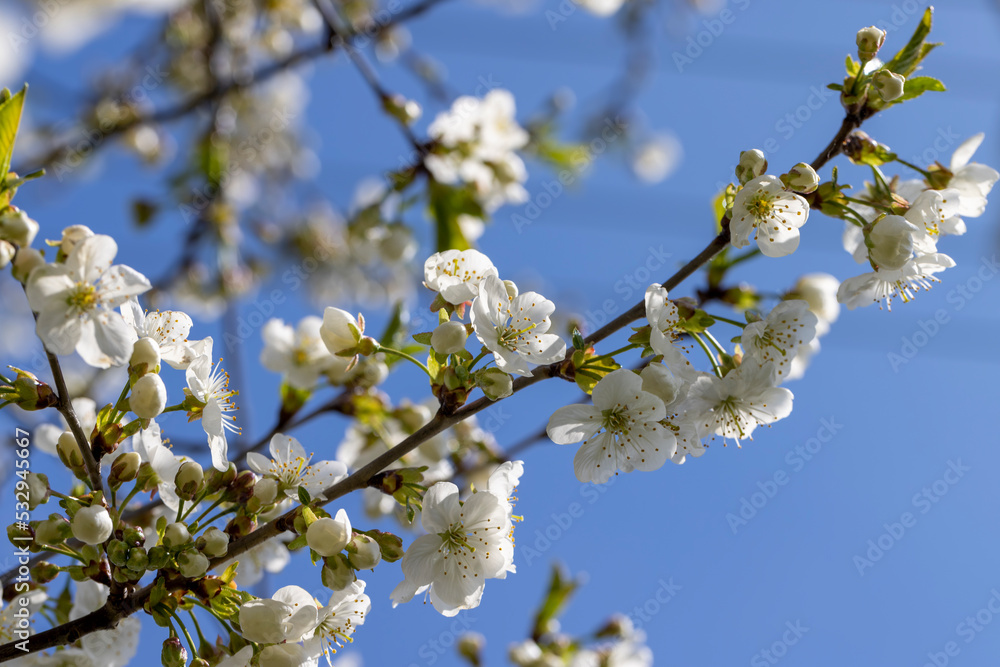 apple fruit trees blooming in the spring season apple fruit trees blooming in the spring season