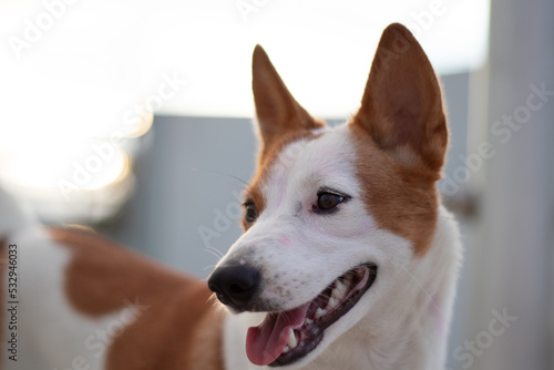 Fototapeta Naklejka Na Ścianę i Meble -  mongrel puppy, portrait of dog
