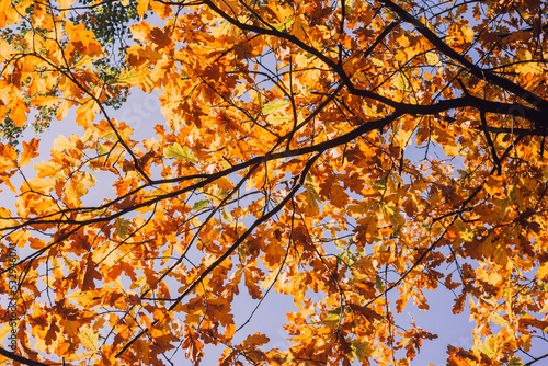 Oak branches with autumn foliage on a clear sky background