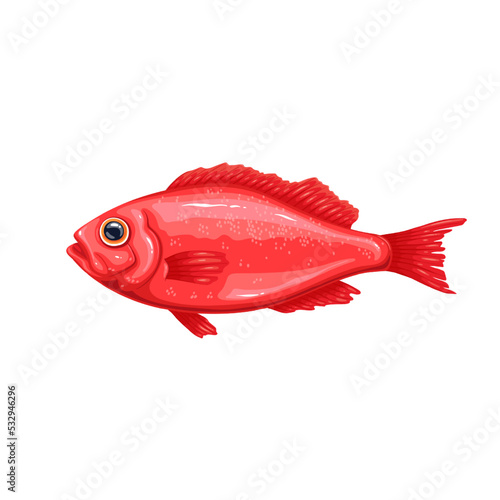 Red perch, sea or ocean fish vector illustration. Cartoon isolated whole underwater marine animal with tail and fins, product of fishing industry, raw saltwater perch for healthy restaurant menu