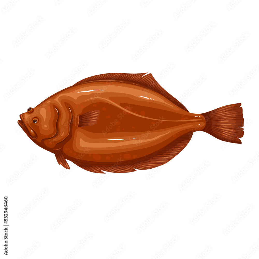 Halibut vector illustration. Cartoon isolated sea or ocean fresh fish for seafood restaurant