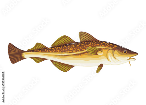 Codfish vector illustration. Cartoon isolated underwater cod fish from sea or ocean, atlantic wild animal and aquaculture food product of commercial fishery, fresh and healthy seafood menu object