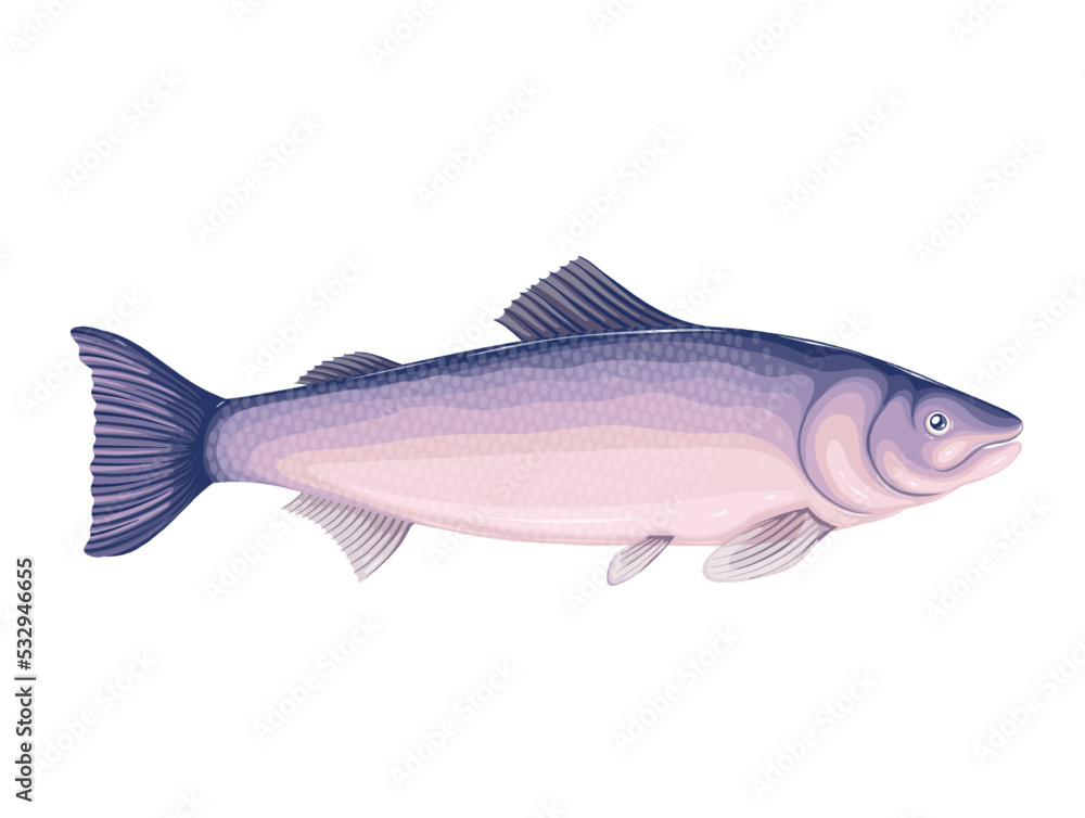 Obraz premium Salmon vector illustration. Cartoon isolated whole sea fish, underwater marine animal, raw food ingredient and fishing catch, seafood product for cooking, delicious protein recipes of restaurant menu