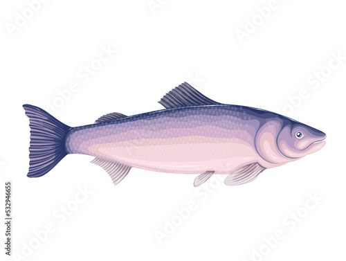 Salmon vector illustration. Cartoon isolated whole sea fish, underwater marine animal, raw food ingredient and fishing catch, seafood product for cooking, delicious protein recipes of restaurant menu