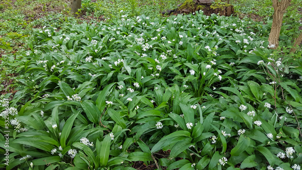 Obraz premium Group of Wild garlic (allium ursinum)
