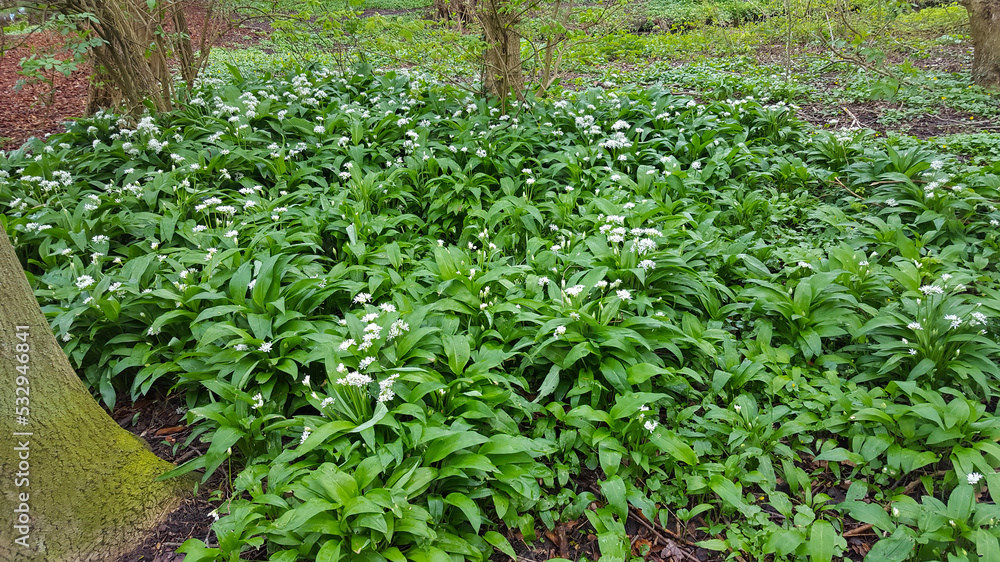 Group of Wild garlic (allium ursinum)