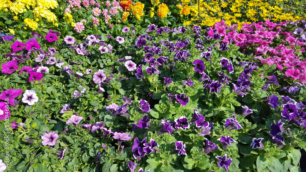 Cultivated Petunias in several colors