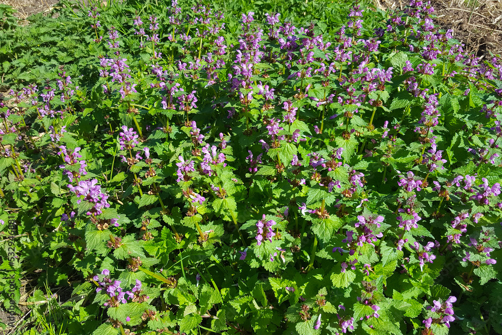 Group of Spotted dead-nettle (Lamium maculatum) Group of Spotted dead-nettle (Lamium maculatum)