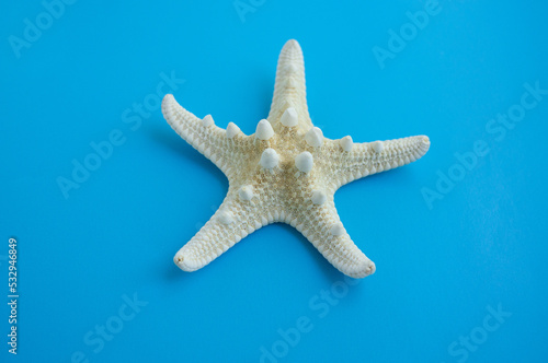 Star fish on blue background