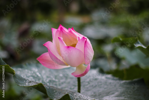 Lotus flowers in bloom  close-up shot against green leaves