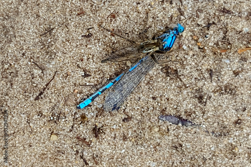 Fan-bristled robberfly (Dysmachus trigonus) with Common blue damselfly (Enallagma cyathigerum) as prey photo
