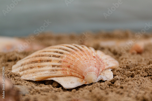 seashell on the beach © Johan