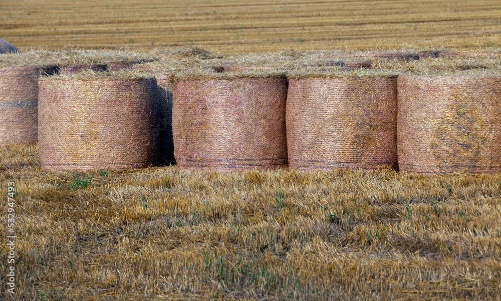 Straw stacks lying in the field after harvesting cereals Straw stacks lying in the field after harvesting cereals