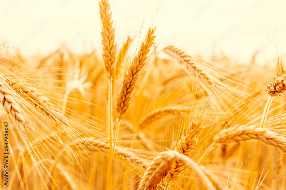 Wheat field sun landscape. Golden crop cereal bread background. Rye plant yellow grain in agriculture farm harvest. Wheat field sun landscape. Golden crop cereal bread background. Rye plant yellow grain in agriculture farm harvest.