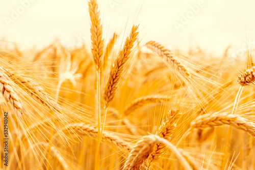 Wheat field sun landscape. Golden crop cereal bread background. Rye plant yellow grain in agriculture farm harvest.