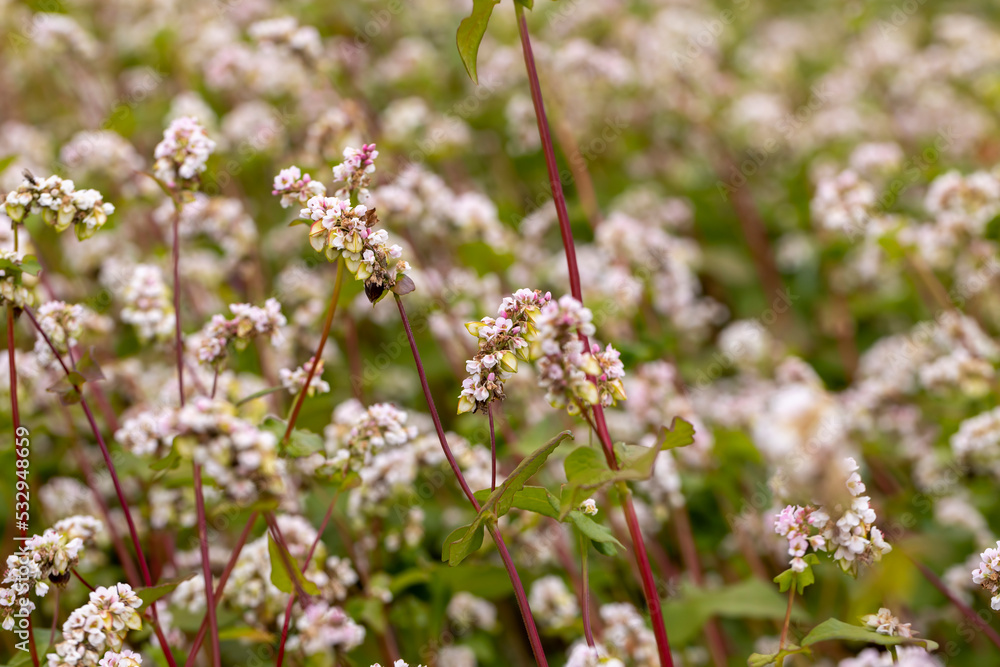 Agricultural field with blooming buckwheat in cloudy weather Agricultural field with blooming buckwheat in cloudy weather