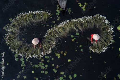Workers with flowers. Waterlily harvest from aerial top down view. Women in traditional clothes and hats working in waste deep water. Mekong delta, Vietnam