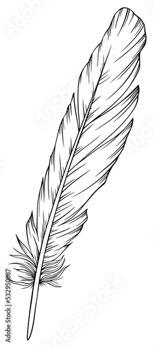 Png feather. Hand drawn. Vintage art illustration